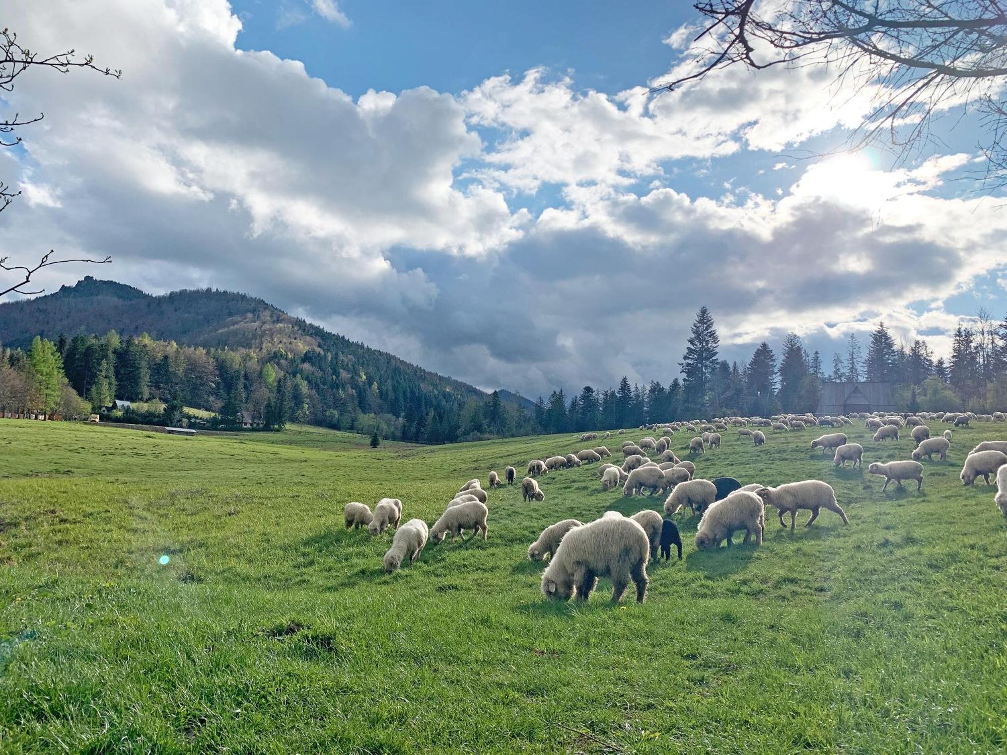 Tamok Lifestyle Villa Zakopane Buitenkant foto